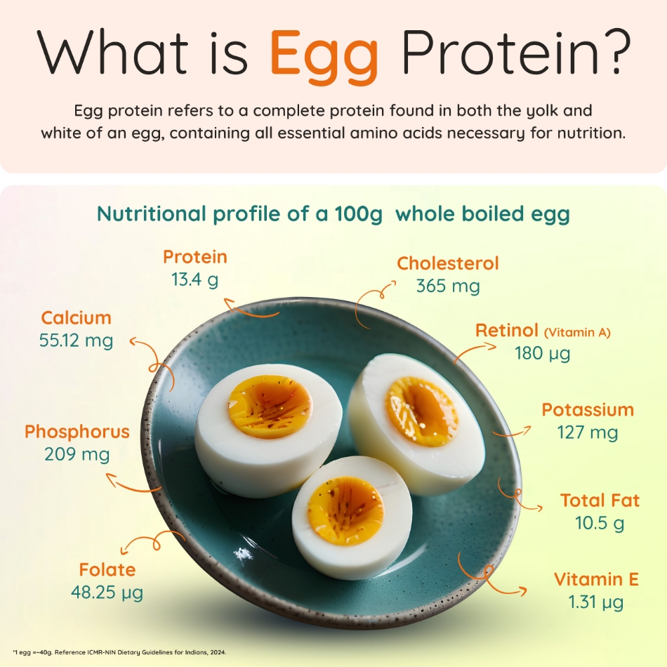 What is Egg Protein